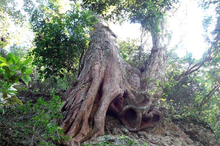 gỗ bách xanh.jpg