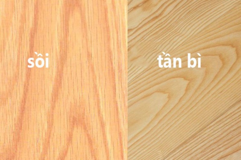 sồi vs tần bì.jpg